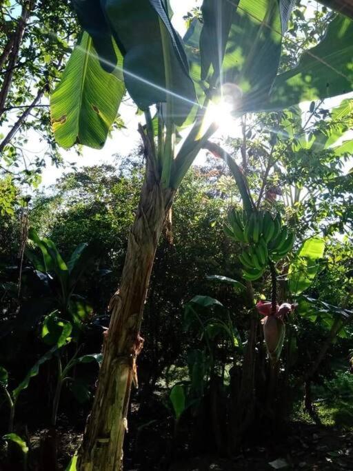 Casa Flor De Annia ~ Cozy 2 Bdrm On The River Sierpe ~ Walkable To Town别墅 外观 照片