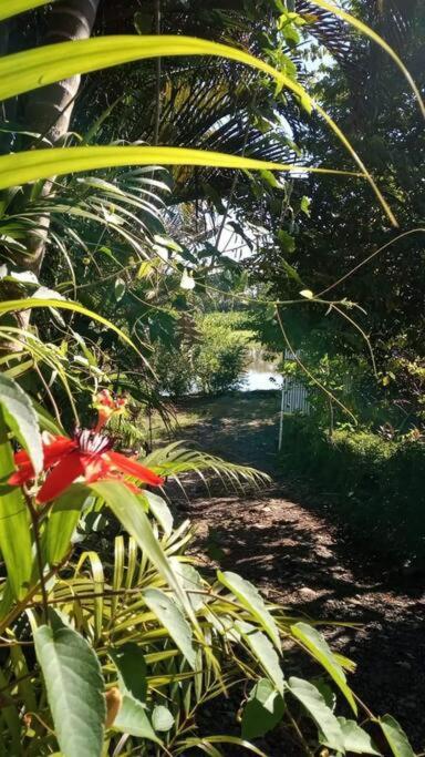 Casa Flor De Annia ~ Cozy 2 Bdrm On The River Sierpe ~ Walkable To Town别墅 外观 照片